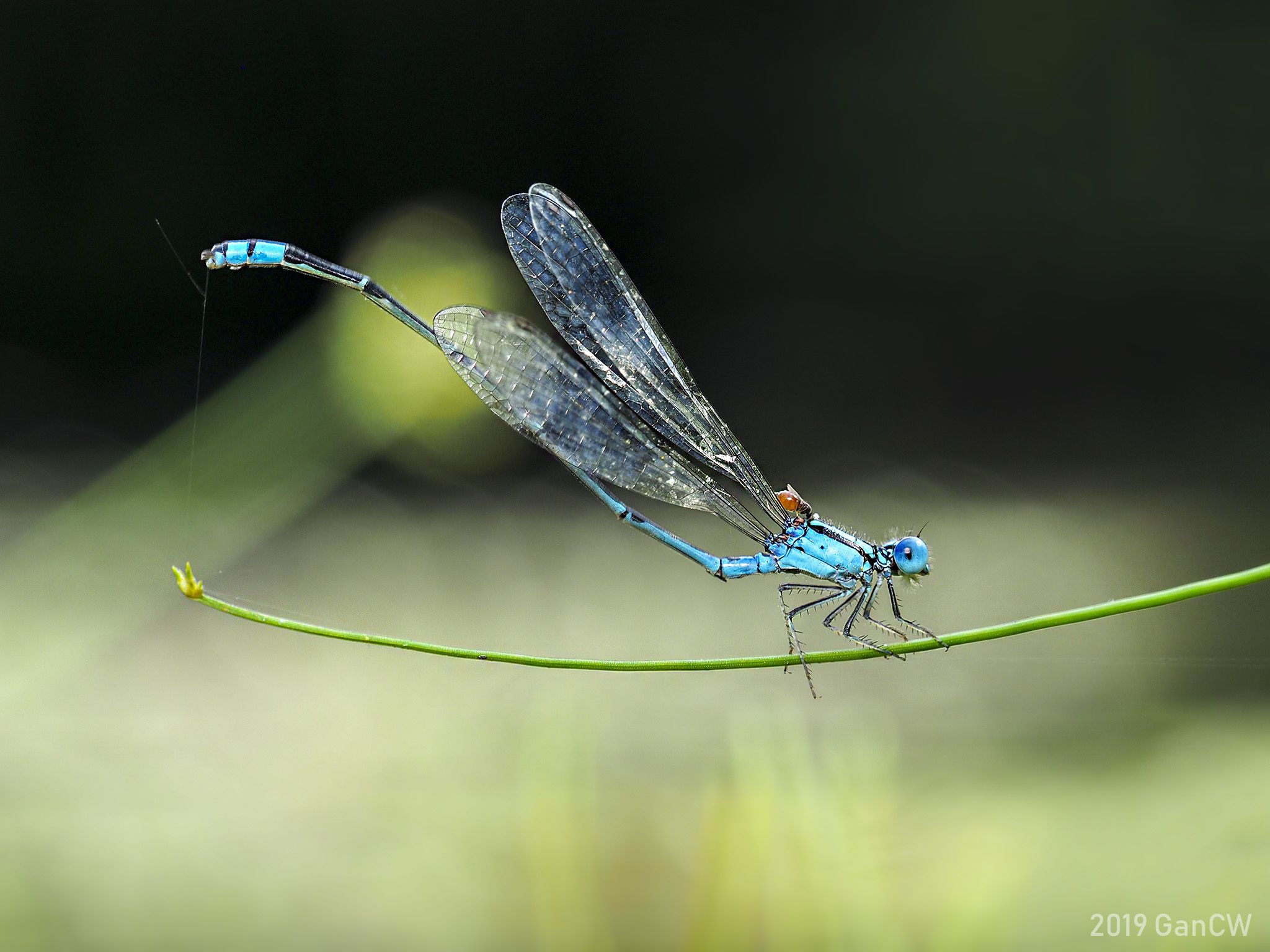 Pseudagrion microcephalum (Rambur, 1842), CheongWeei Gan, Photo via iNaturalist (CC BY-NC 4.0)