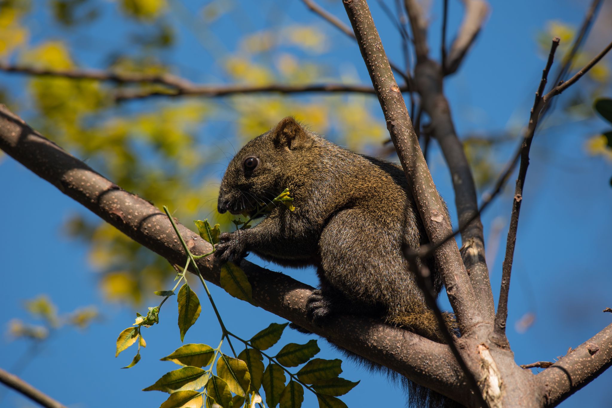 Callosciurus erythraeus subsp. thaiwanensis (Bonhote, 1901) 赤腹松鼠, 尹若宇 攝, Photo via iNaturalist (CC BY-NC 4.0)